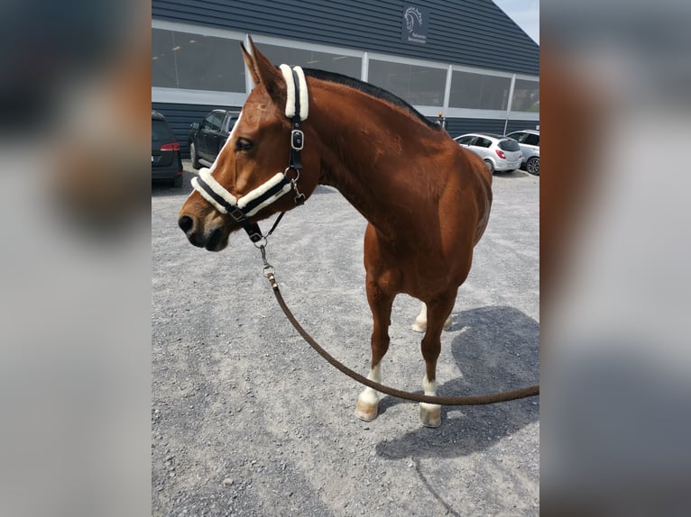 Freiberg / Franches Montagnes Castrone 12 Anni 159 cm Baio in Ettiswil