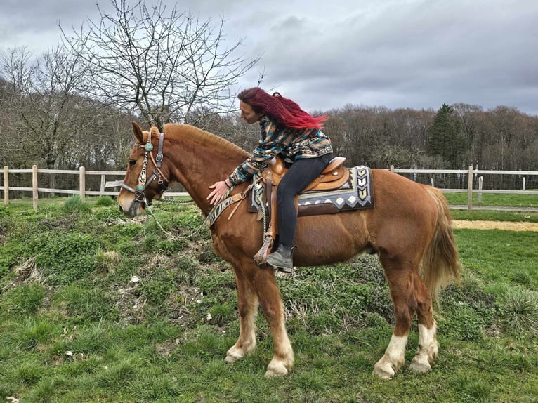 Freiberg / Franches Montagnes Castrone 15 Anni 157 cm Sauro in Linkenbach