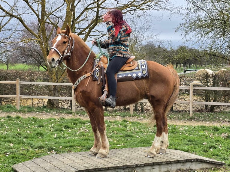 Freiberg / Franches Montagnes Castrone 15 Anni 157 cm Sauro in Linkenbach