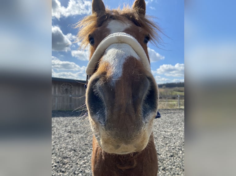 Freiberg / Franches Montagnes Castrone 16 Anni 156 cm Sauro in Kälbern