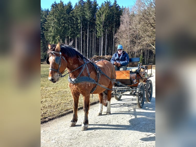 Freiberg / Franches Montagnes Castrone 21 Anni 160 cm Baio in Ampflwang