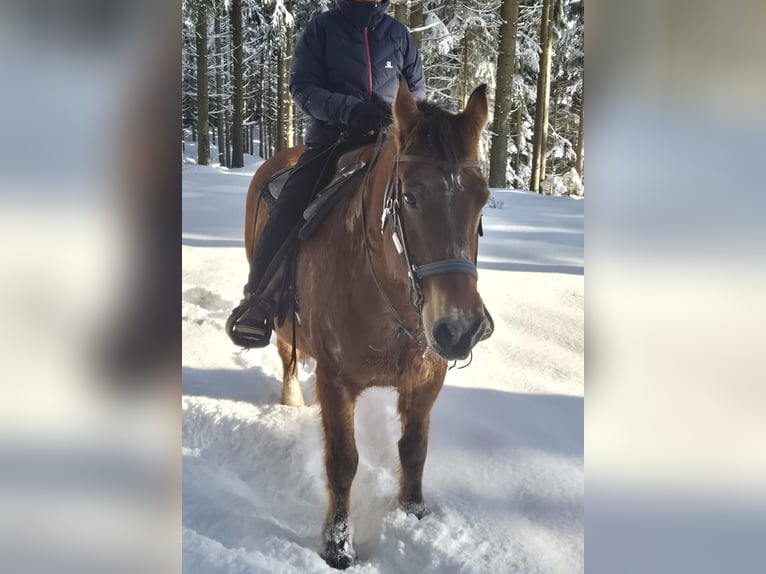 Freiberg / Franches Montagnes Castrone 21 Anni 160 cm Baio in Ampflwang