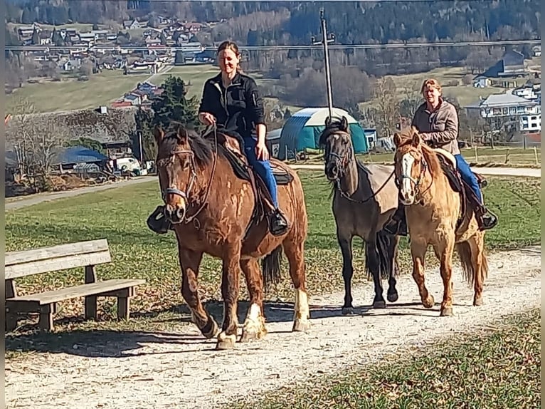 Freiberg / Franches Montagnes Castrone 21 Anni 160 cm Baio in Ampflwang