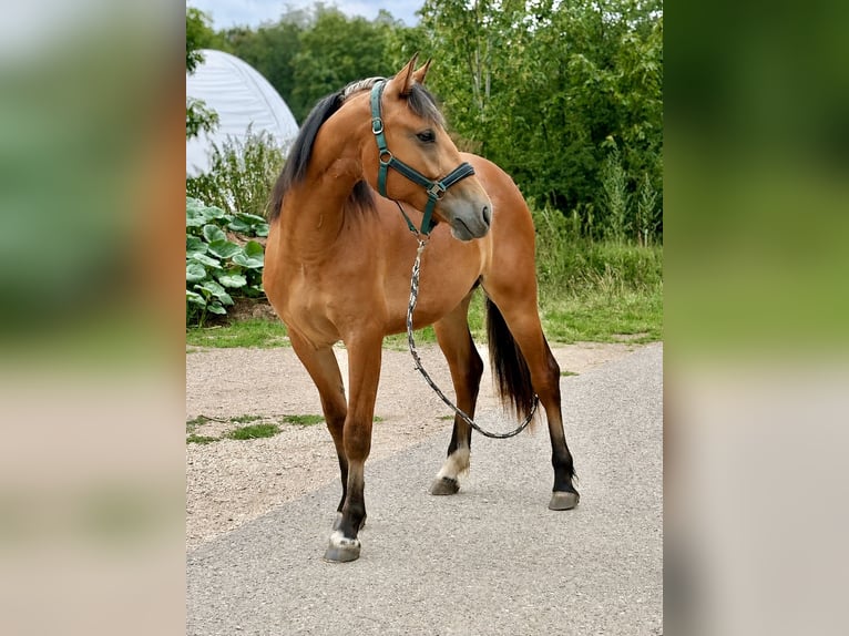 Freiberg / Franches Montagnes Castrone 2 Anni 148 cm Baio in Nennslingen