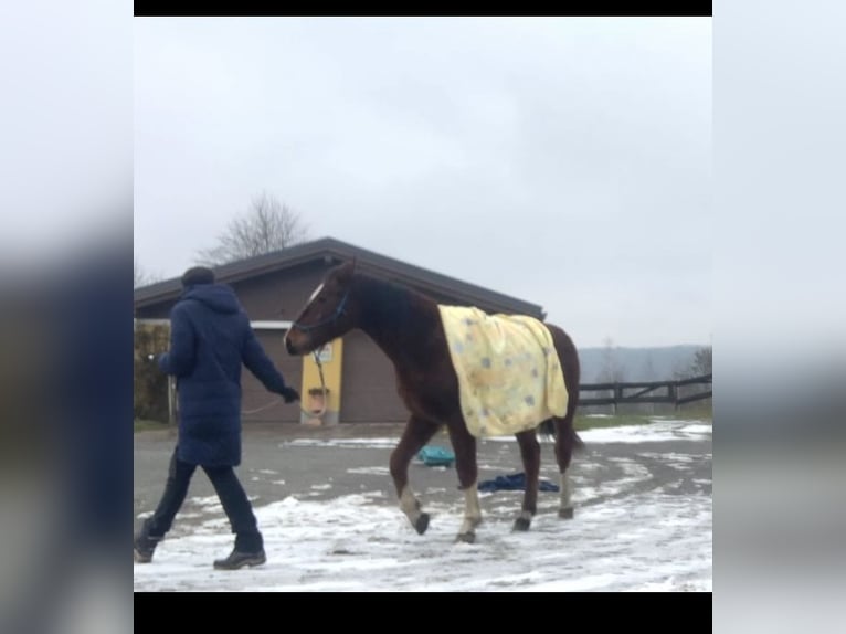 Freiberg / Franches Montagnes Castrone 2 Anni 163 cm Baio in Vilshofen
