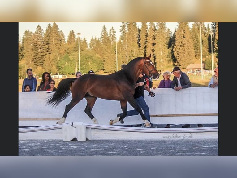 Freiberg / Franches Montagnes Castrone 2 Anni 163 cm Baio in Vilshofen