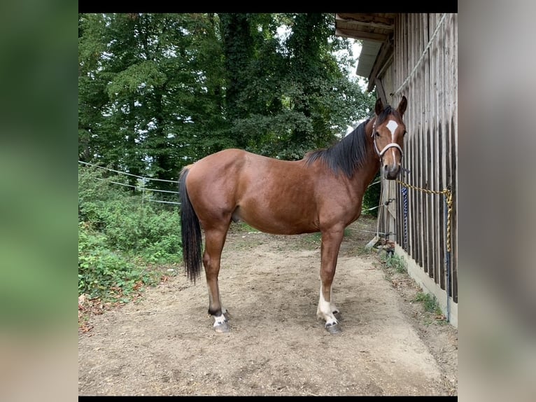 Freiberg / Franches Montagnes Castrone 2 Anni 163 cm Baio in Vilshofen