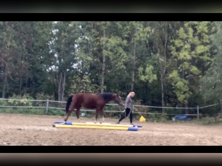 Freiberg / Franches Montagnes Castrone 2 Anni 163 cm Baio in Vilshofen