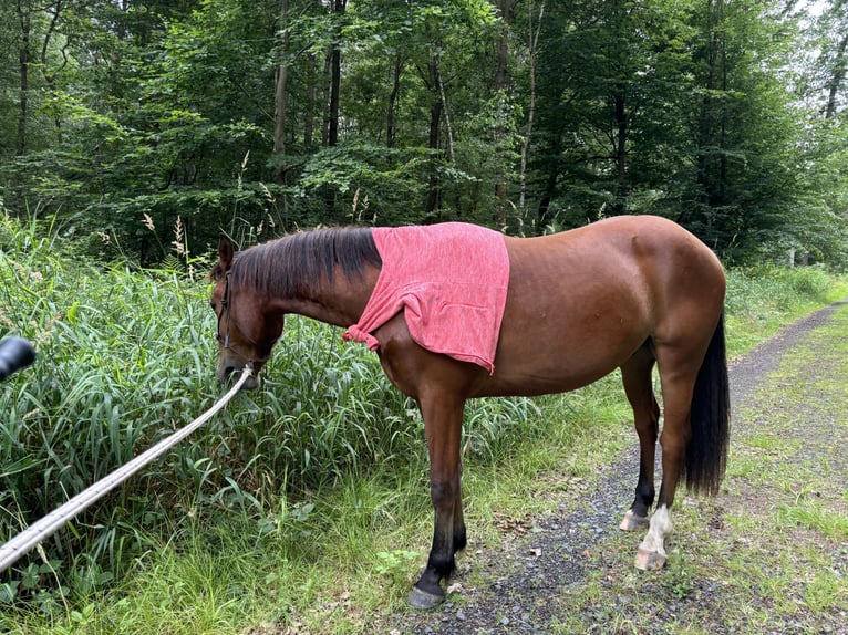 Freiberg / Franches Montagnes Castrone 3 Anni 152 cm Baio in Gießen