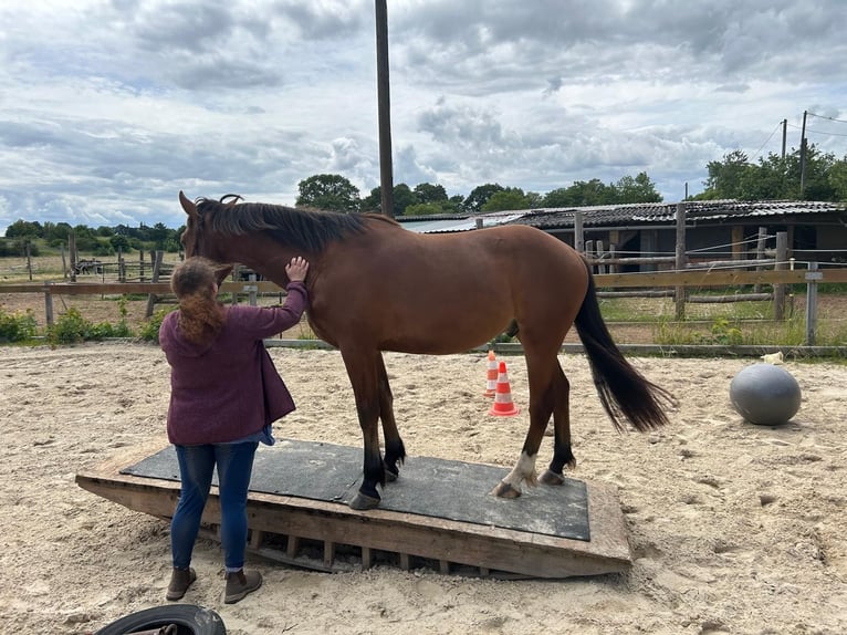 Freiberg / Franches Montagnes Castrone 3 Anni 152 cm Baio in Gießen