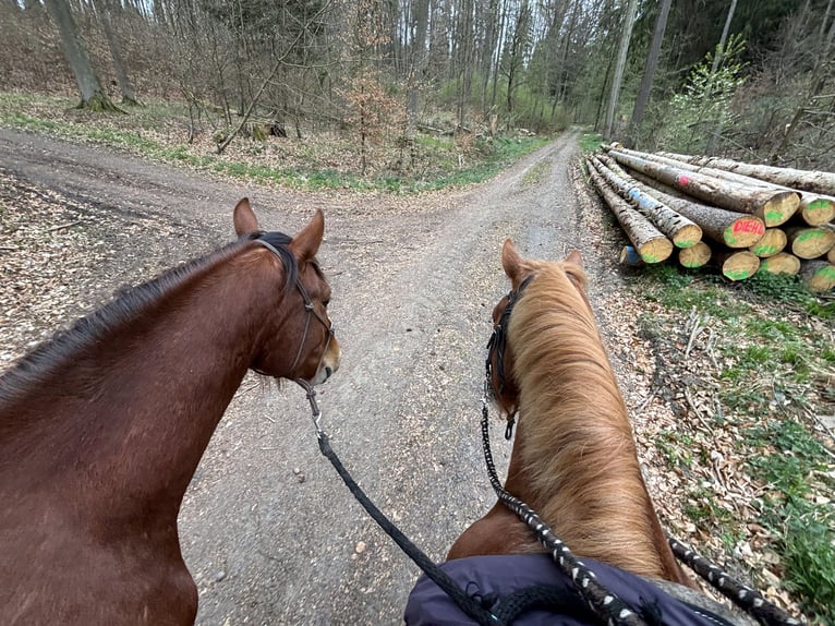 Freiberg / Franches Montagnes Castrone 3 Anni 152 cm Baio in Gießen