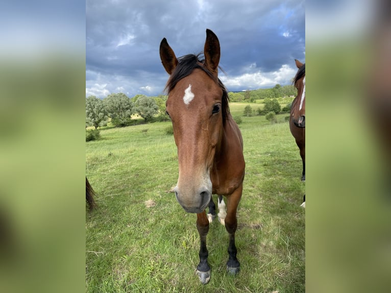 Freiberg / Franches Montagnes Castrone 3 Anni 152 cm Baio in Gießen