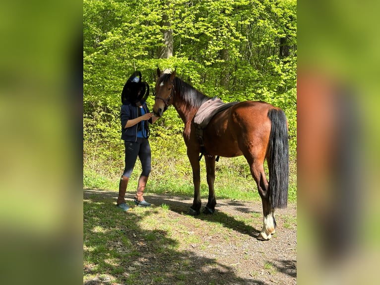 Freiberg / Franches Montagnes Castrone 3 Anni 152 cm Baio in Gießen