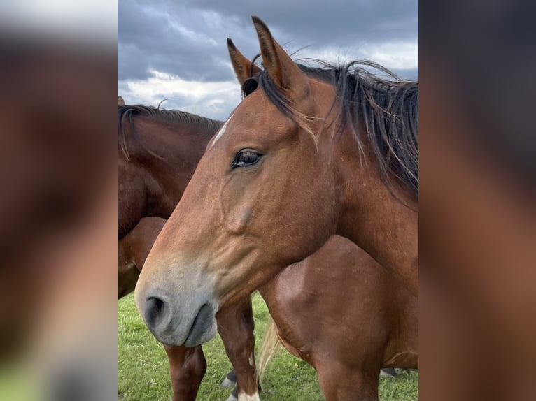 Freiberg / Franches Montagnes Castrone 3 Anni 152 cm Baio in Gießen