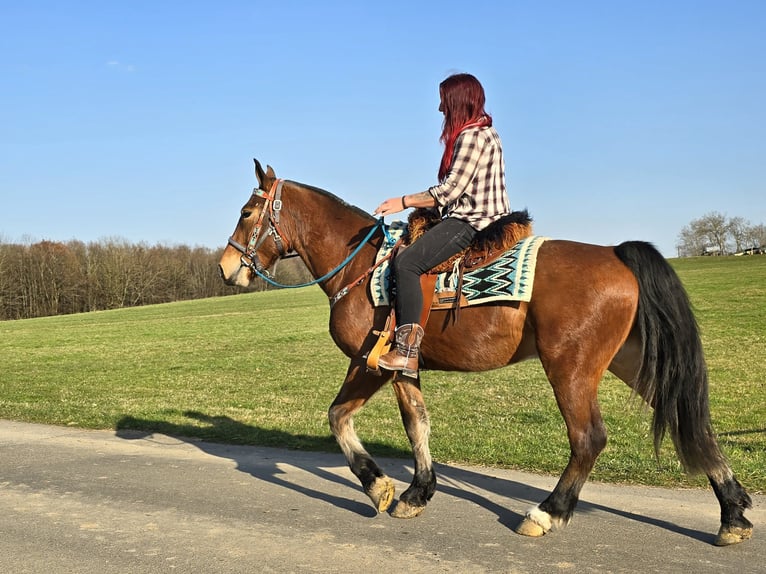 Freiberg / Franches Montagnes Castrone 3 Anni 153 cm Baio in Linkenbach