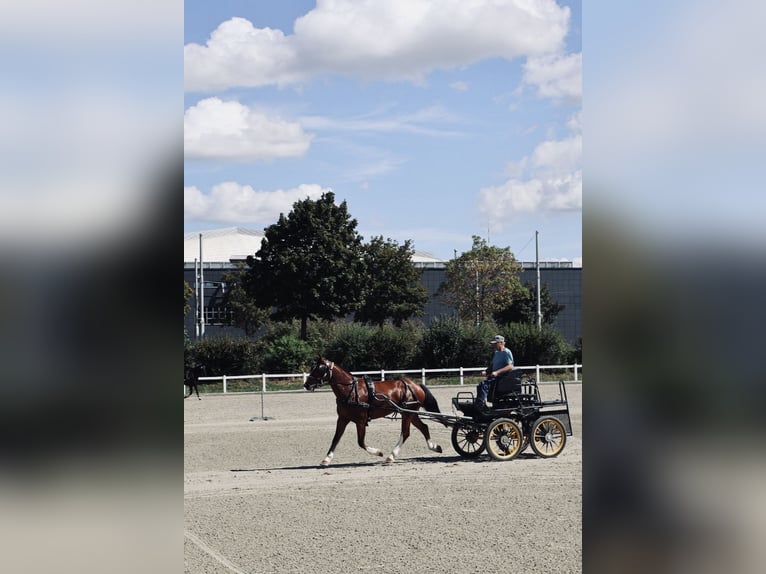 Freiberg / Franches Montagnes Castrone 3 Anni 154 cm Baio in Loveresse