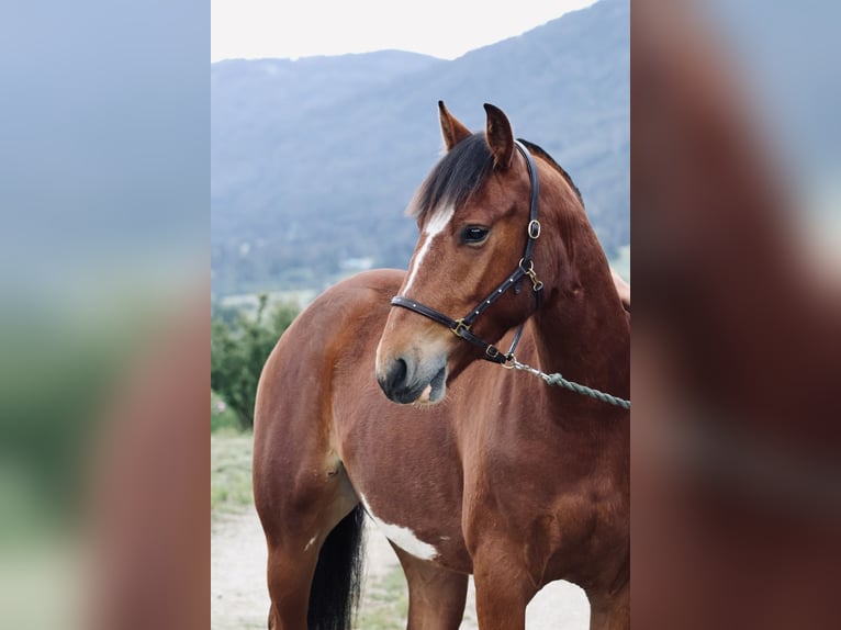 Freiberg / Franches Montagnes Castrone 3 Anni 154 cm Baio in Loveresse