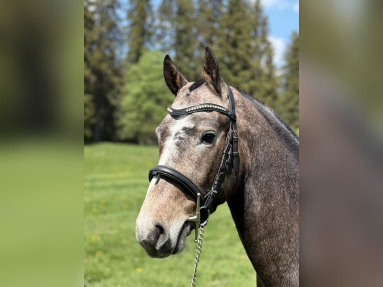 Freiberg / Franches Montagnes Castrone 3 Anni 154 cm Grigio in Saignelégier