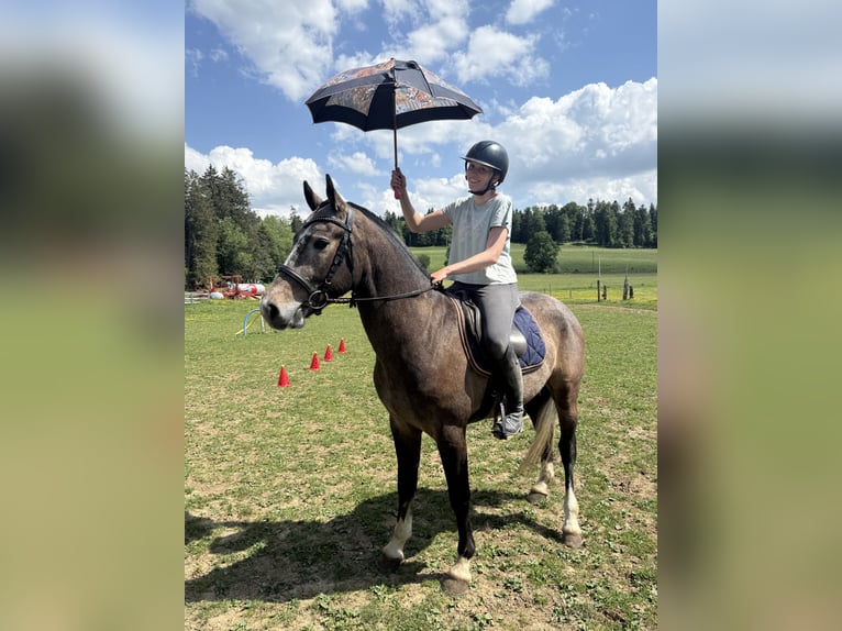 Freiberg / Franches Montagnes Castrone 3 Anni 154 cm Grigio in Saignelégier