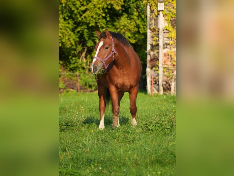 Freiberg / Franches Montagnes Castrone 3 Anni 155 cm Baio in Arnegg