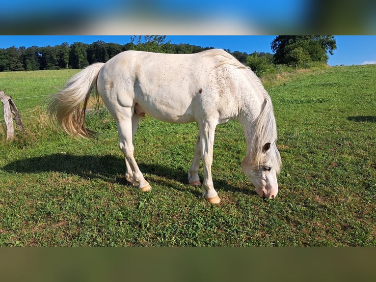 Freiberg / Franches Montagnes Castrone 3 Anni 155 cm Bianco in Breckerfeld
