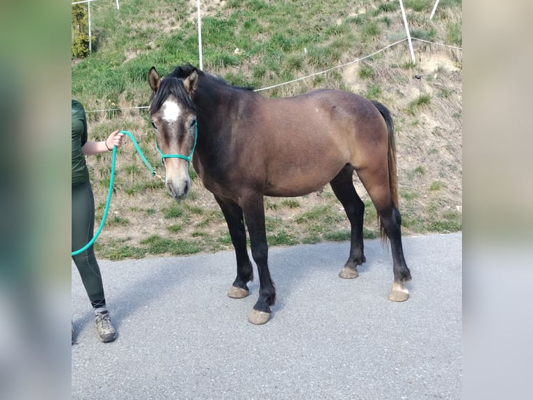 Freiberg / Franches Montagnes Castrone 3 Anni 155 cm Può diventare grigio in Bitsch