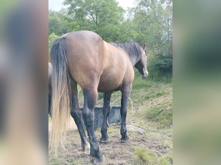Freiberg / Franches Montagnes Castrone 3 Anni 155 cm Può diventare grigio in Bitsch