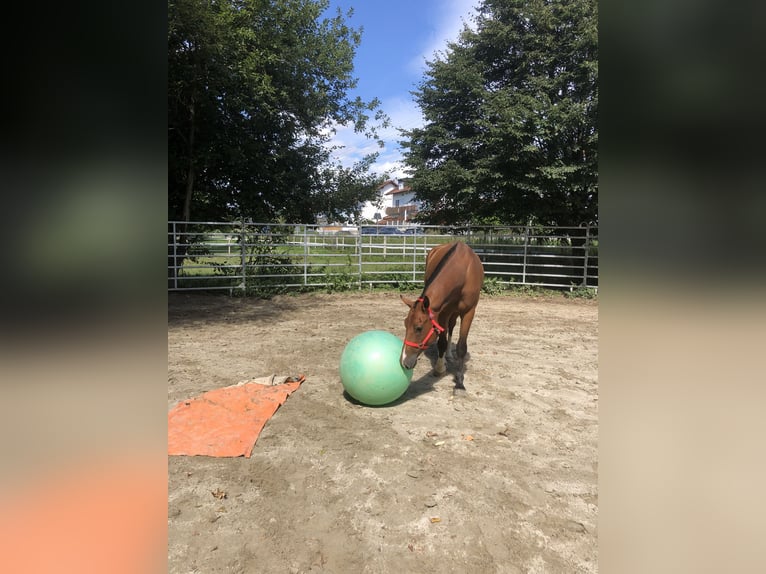Freiberg / Franches Montagnes Castrone 3 Anni 156 cm Baio in R&#xFC;mmingen