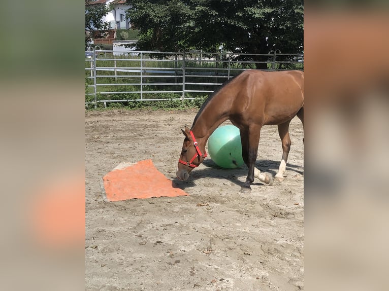 Freiberg / Franches Montagnes Castrone 3 Anni 156 cm Baio in R&#xFC;mmingen