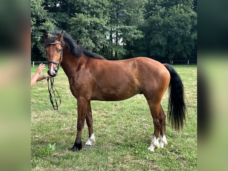 Freiberg / Franches Montagnes Castrone 3 Anni 156 cm Baio in Kleinheubach