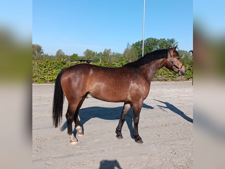 Freiberg / Franches Montagnes Castrone 3 Anni 156 cm Baio scuro in Breendonk