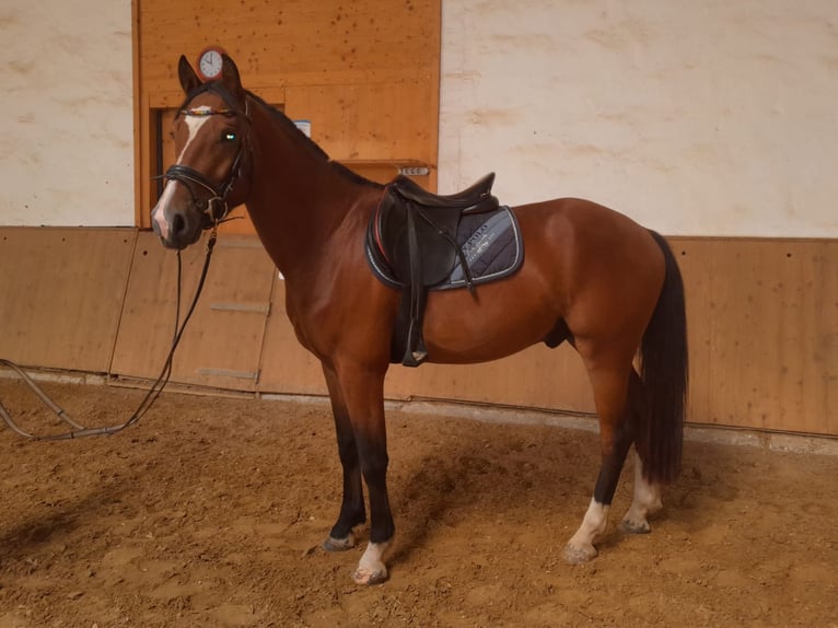 Freiberg / Franches Montagnes Castrone 3 Anni 157 cm Baio in Niederneisen