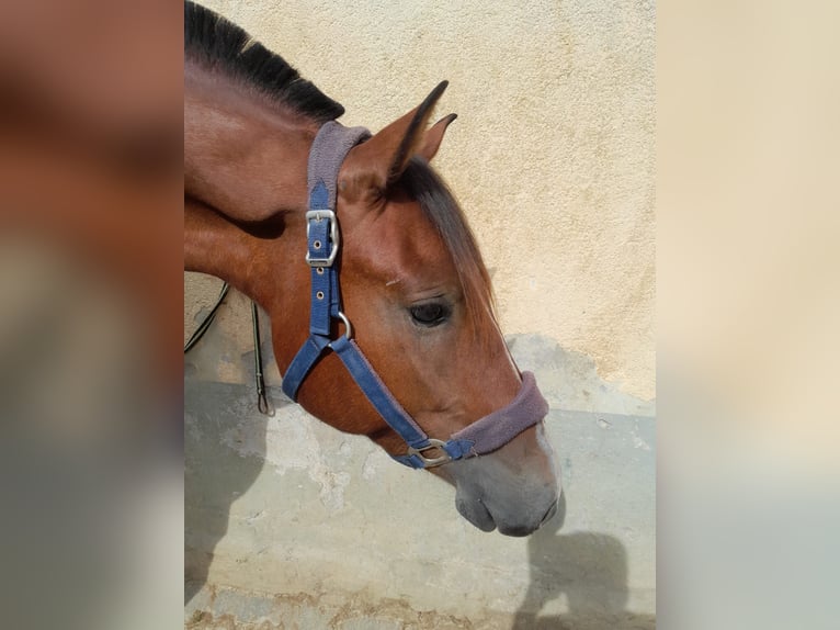 Freiberg / Franches Montagnes Castrone 3 Anni 157 cm Baio in Niederneisen