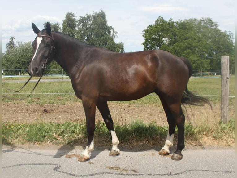 Freiberg / Franches Montagnes Castrone 3 Anni 157 cm Baio nero in Schönholzerswilen