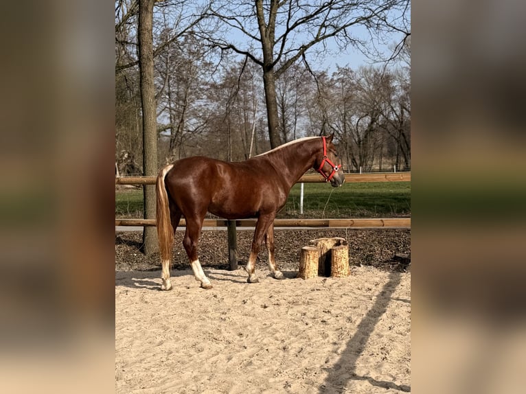 Freiberg / Franches Montagnes Castrone 3 Anni 157 cm Sauro scuro in Paderborn