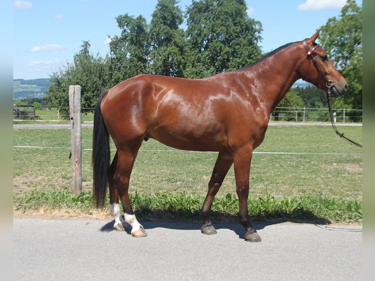 Freiberg / Franches Montagnes Castrone 3 Anni 159 cm Baio in Sch&#xF6;nholzerswilen