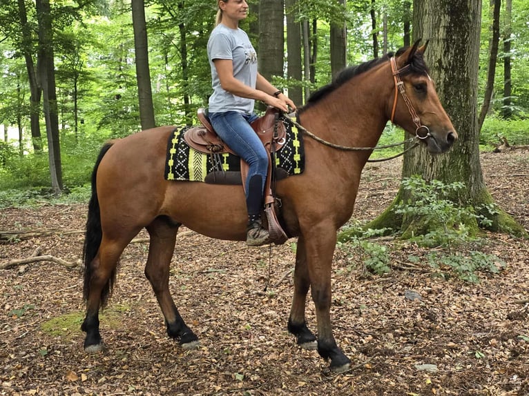 Freiberg / Franches Montagnes Castrone 3 Anni 160 cm Baio in Linkenbach