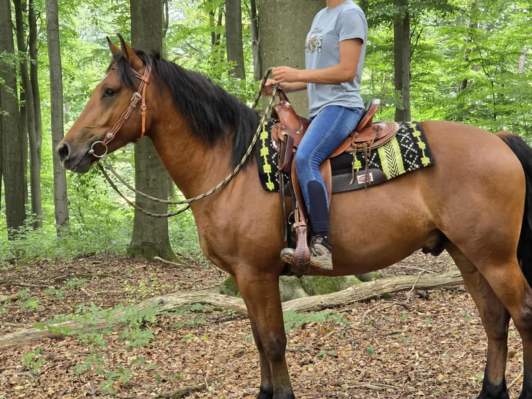 Freiberg / Franches Montagnes Castrone 3 Anni 160 cm Baio in Linkenbach