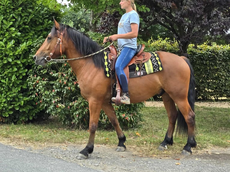 Freiberg / Franches Montagnes Castrone 3 Anni 160 cm Baio in Linkenbach