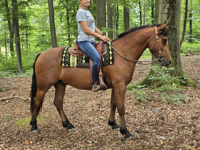 Freiberg / Franches Montagnes Castrone 3 Anni 160 cm Baio in Linkenbach