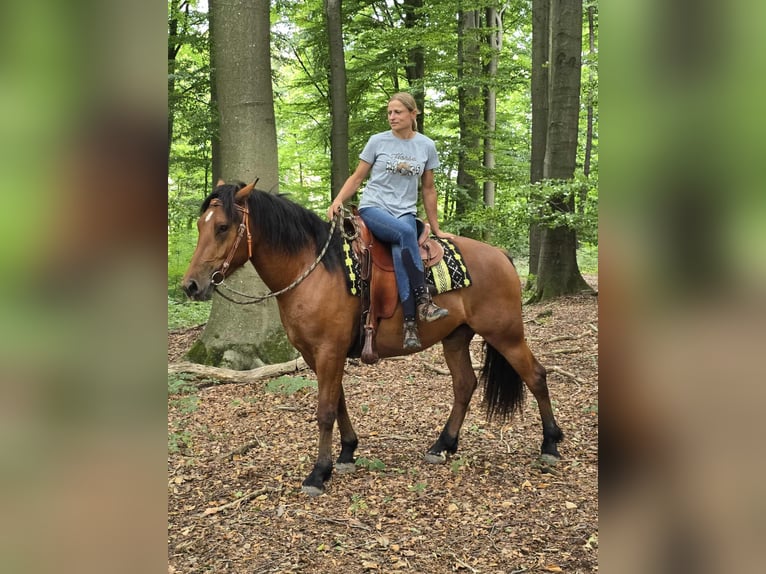 Freiberg / Franches Montagnes Castrone 3 Anni 160 cm Baio in Linkenbach