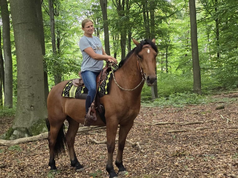 Freiberg / Franches Montagnes Castrone 3 Anni 160 cm Baio in Linkenbach