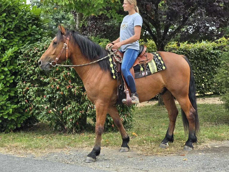 Freiberg / Franches Montagnes Castrone 3 Anni 160 cm Baio in Linkenbach