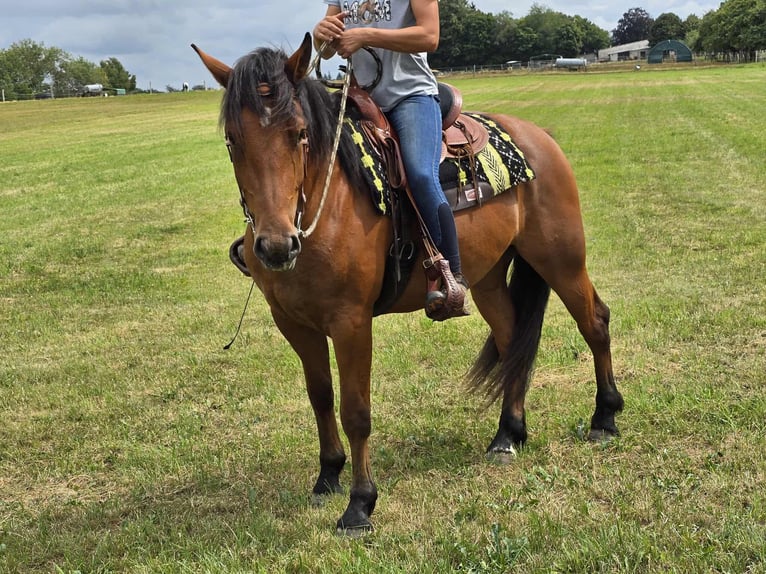 Freiberg / Franches Montagnes Castrone 3 Anni 160 cm Baio in Linkenbach