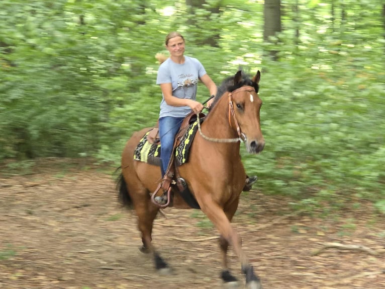Freiberg / Franches Montagnes Castrone 3 Anni 160 cm Baio in Linkenbach
