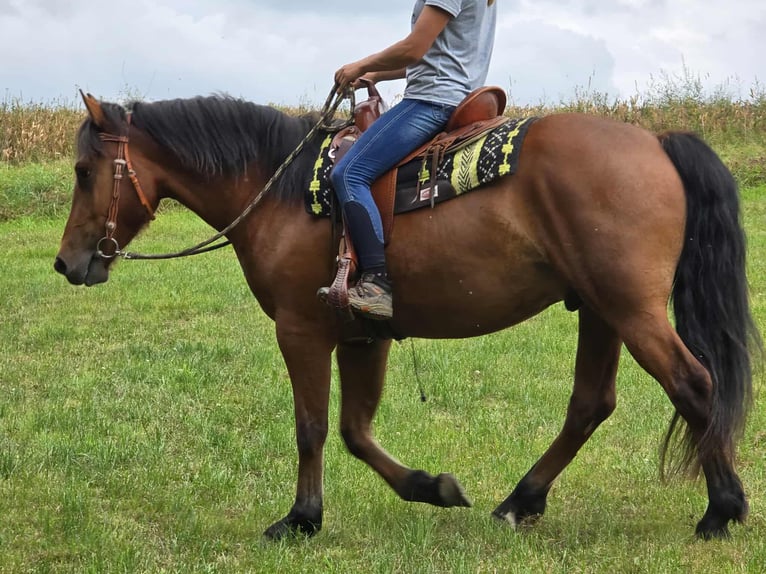 Freiberg / Franches Montagnes Castrone 3 Anni 160 cm Baio in Linkenbach