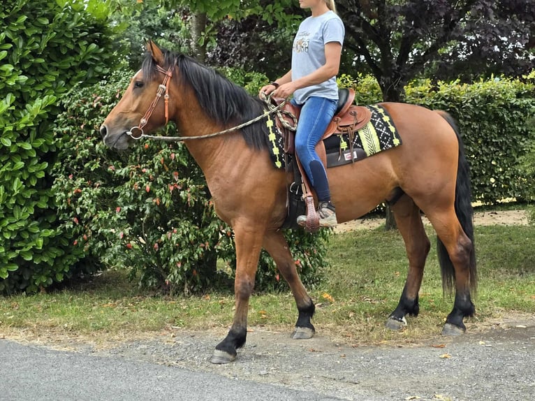 Freiberg / Franches Montagnes Castrone 3 Anni 160 cm Baio in Linkenbach