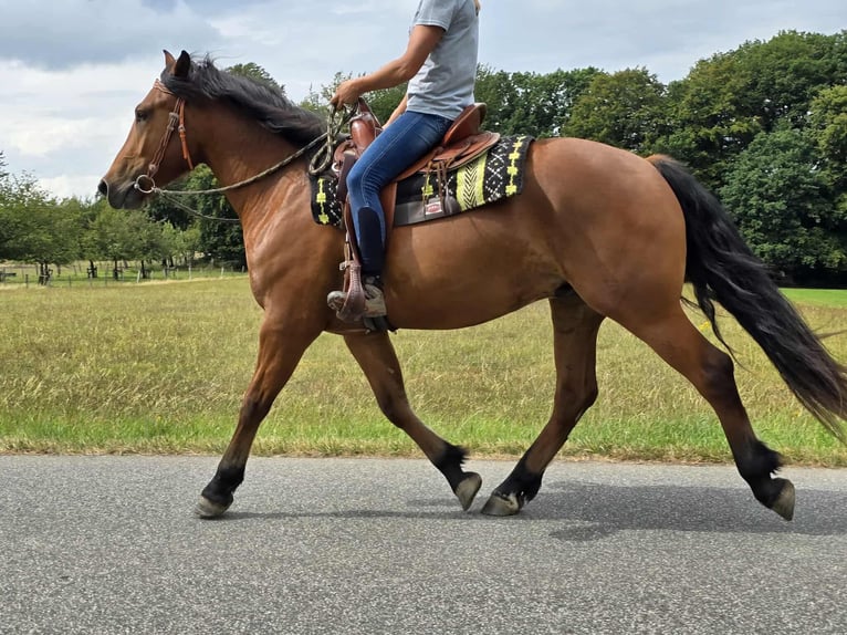 Freiberg / Franches Montagnes Castrone 3 Anni 160 cm Baio in Linkenbach