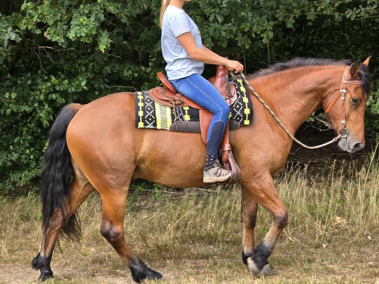 Freiberg / Franches Montagnes Castrone 3 Anni 160 cm Baio in Linkenbach