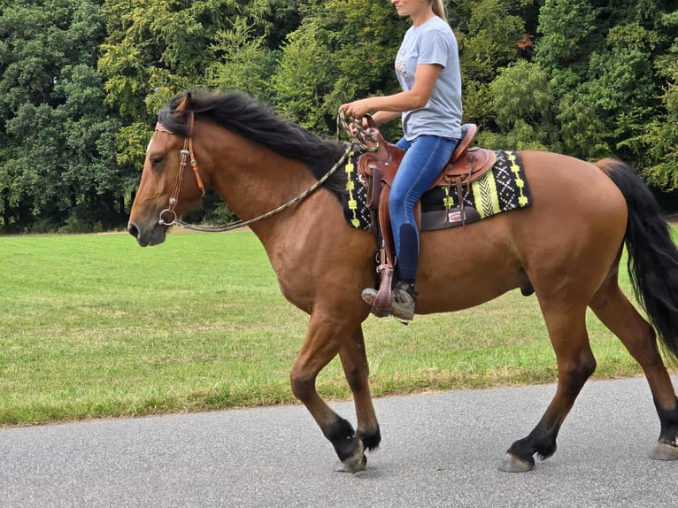 Freiberg / Franches Montagnes Castrone 3 Anni 160 cm Baio in Linkenbach